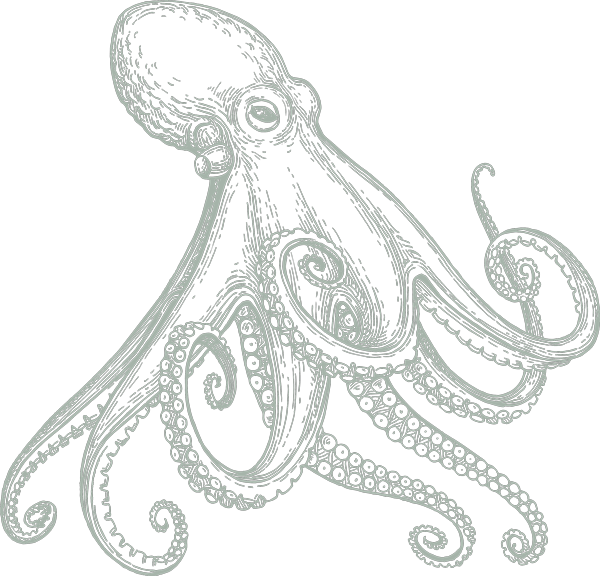 Octopus